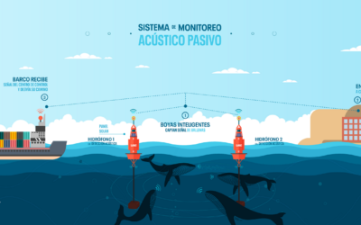 CMP instalará Boyas Hidroacústicas para monitoreo y detección de fauna marina y embarcaciones