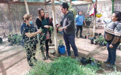 Iniciativa apoyada por Enami: Avanza proyecto de huertos orgánicos en Paipote y Tierra Amarilla