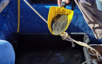 Estudio de la UA descubre la presencia de metales en sedimento marino en costa de Taltal
